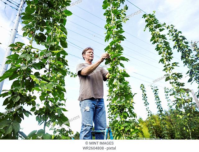 Man standing outdoors, picking hops from a tall flowering vine with green leaves and cone shaped flowers, for flavouring beer