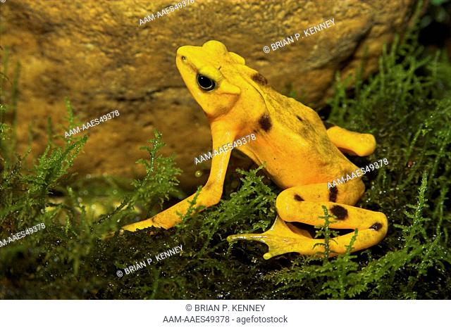Panamanian Golden Frog (Atelopus zeteki / Syn: Atelopus varius zeteki) Montane species (335 to 1, 315 m above sea level) Endemic to Panama