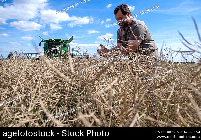 30 July 2021, Saxony-Anhalt, Querfurt: Stefan Kübler, a farmer from Teutschenthal, inspects his rape plants in a field during harvest
