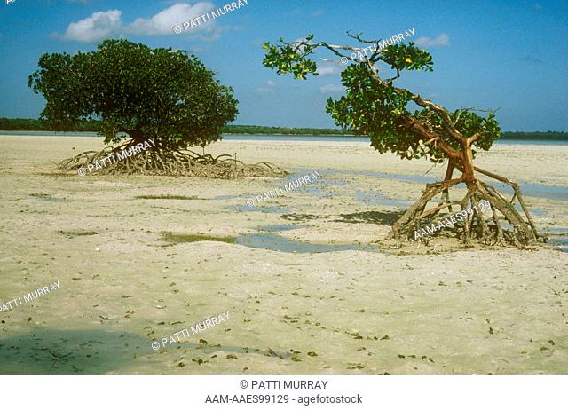 Red Mangroves (Rhizophora mucronata) on Sand Flat at Low Tide, Mida Creek, Kenya Coast