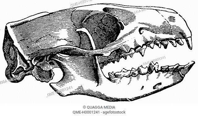 Hedgehogs, skull