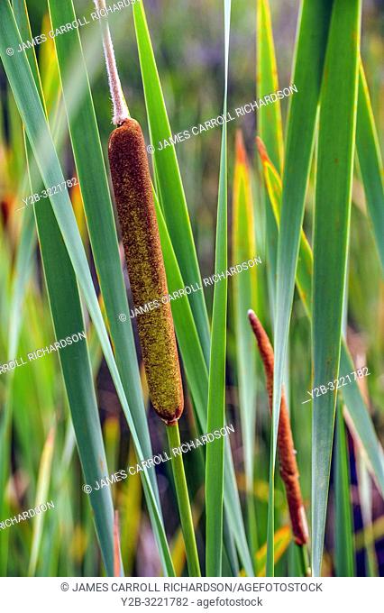 Cattail plant in marsh