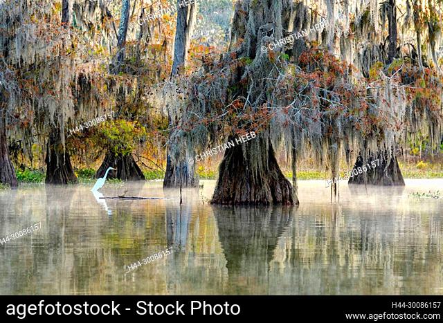USA, Deep South, Louisiana, St. Martin Parish, Lake Martin, Great White Heron in Cypress swamp