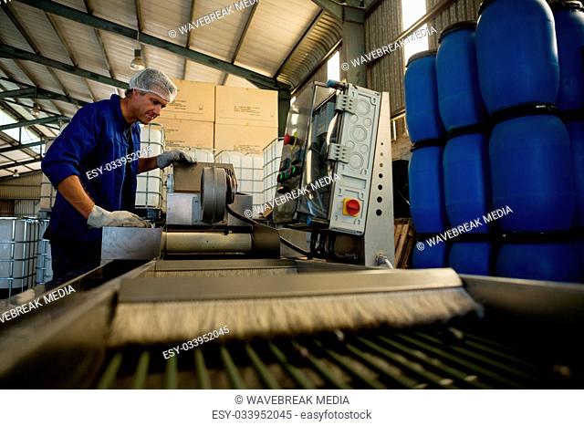 Worker putting olive in machine in factory