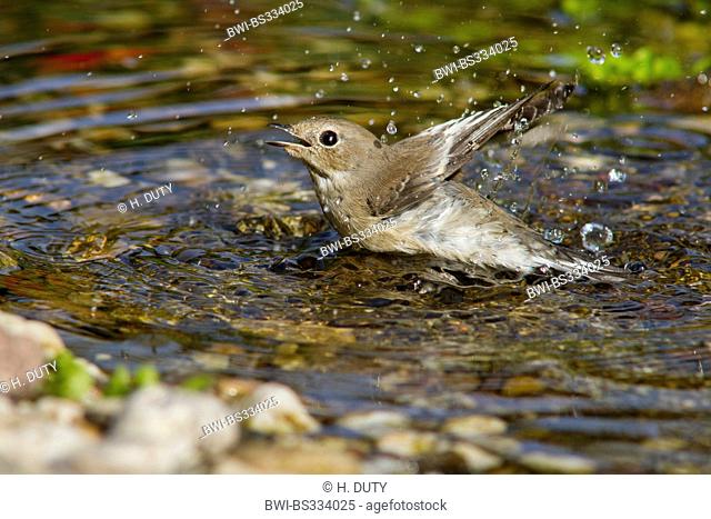 pied flycatcher (Ficedula hypoleuca), female bathing in a creek, Germany, Mecklenburg-Western Pomerania
