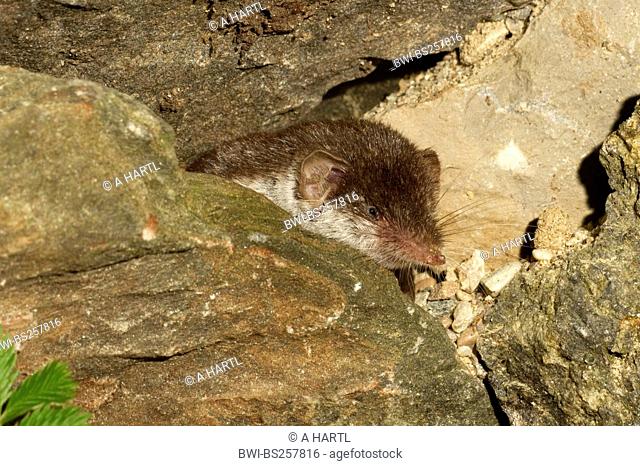 bicoloured white-toothed shrew Crocidura leucodon, peering out of a rock crevice