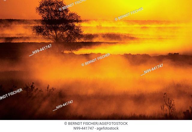 Early morning mist over the Biebrza river valley, Biebrza National Park. Poland