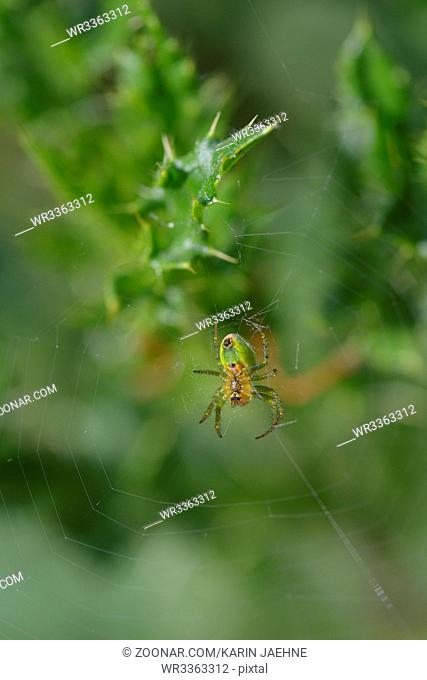 Kuerbisspinne bei der Jagd. Cucumber green spider on a plant