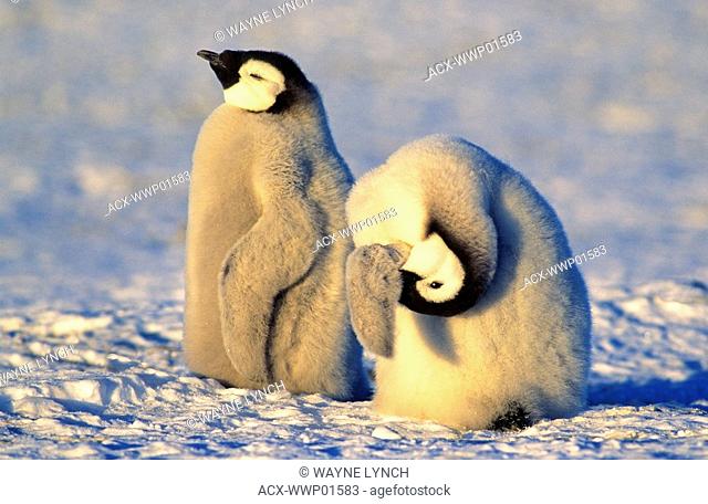 Emperor penguin chick Aptenodytes forsteri preening, Atka Bay colony, 70 Degrees S., Weddell Sea, Antarctica