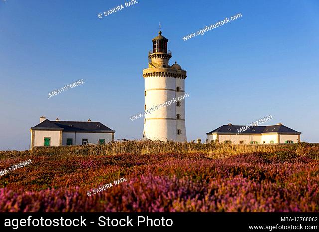 Le Stiff lighthouse, blooming heather, evening light, Île d'Ouessant France, Brittany, Finistère department