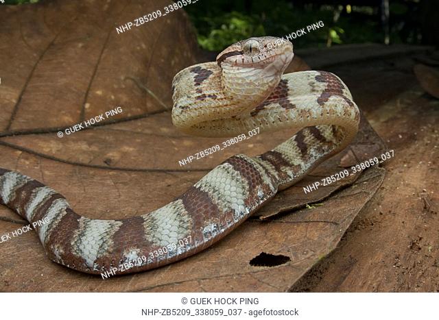 Juvenile Dog-toothed Cat Snake (Boiga cynodon), Poring, Sabah, Malaysian Borneo