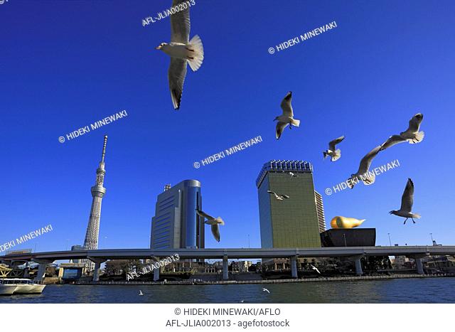 Gulls Flying, Tokyo, Japan
