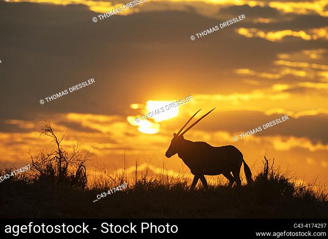 Gemsbok (Oryx gazella). At sunrise on a grass-grown sand dune. Kalahari Desert, Kgalagadi Transfrontier Park, South Africa