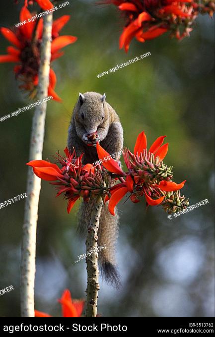 Grey-bellied squirrel (Callosciurus caniceps), rodents, mammals, animals, Grey-bellied squirrel adult, feeding on flowering tree, Kaeng Krachan N. P