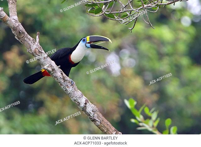 White-throated Toucan (Ramphastos tucanus) perched on a branch in Ecuador, South America