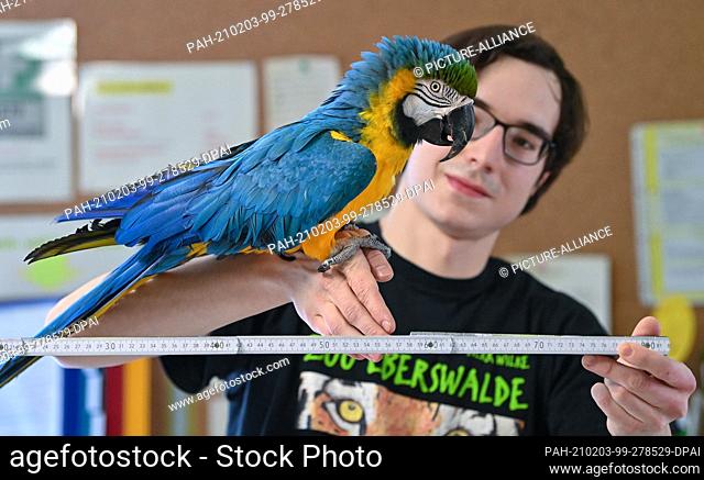 01 February 2021, Brandenburg, Eberswalde: Michael Wilke, zookeeper at Eberswalde Zoo, tries to measure the length of a yellow-breasted macaw