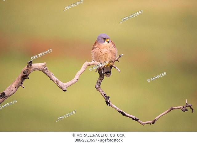 Europe, Spain, Catalogna, Lesser Kestrel, Male perch on a branch near the artificial cavity of a building entirely constructed for the nesting of these birds...