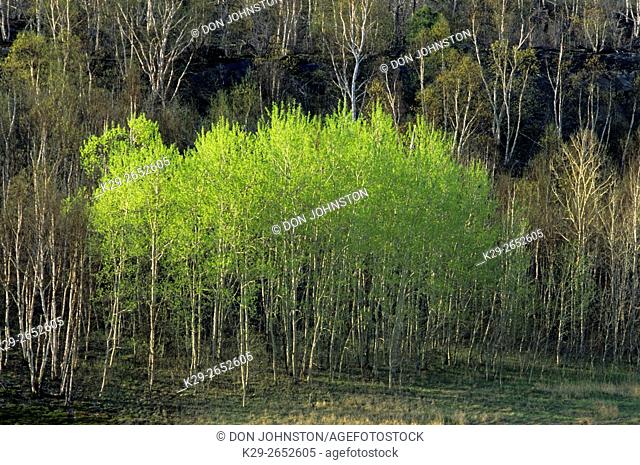 Trembling aspen (Populus tremuloides) Spring foliage, Greater Sudbury, Ontario, Canada