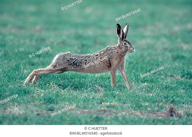 European hare Lepus europaeus, Mai 96