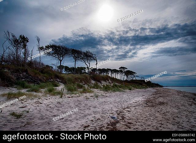 Baltic sea coast on Darss in Germany