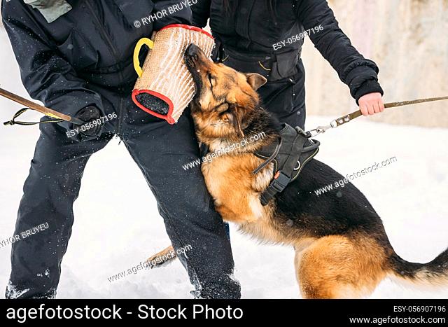 Training Of Purebred German Shepherd Young Dog Or Alsatian Wolf Dog. Attack And Defence. Winter Season