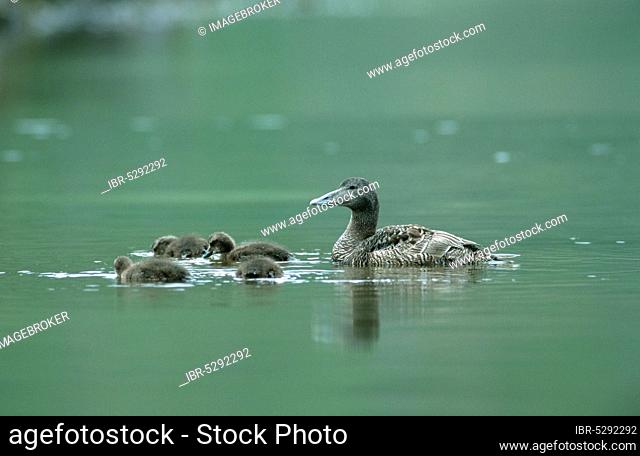 Eider, female with ducklings, Lofotes, Norway (Somateria mollissima)
