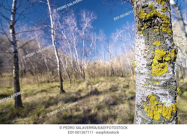 trunk with lichen in a winter forest, Morata de jalon, Zaragoza, Aragon, Spain