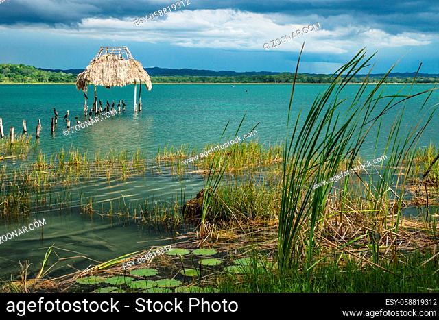 Grass and searoses at dock along the lake shore with birds sitting on sticks, El Remate, Peten, Guatemala