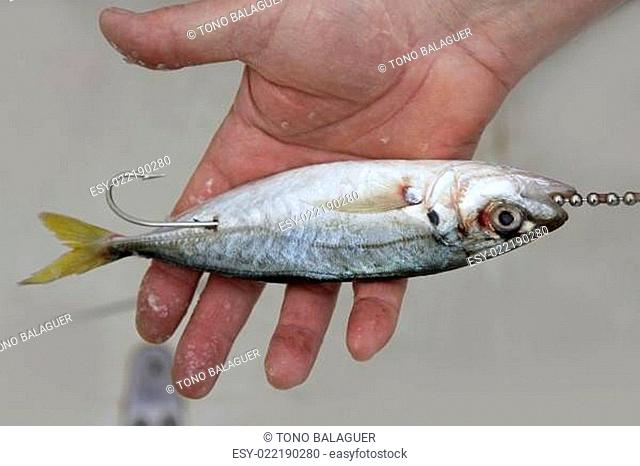 goggle eye mackerel live bait fish hook tackle