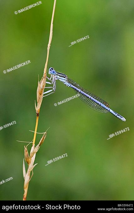 Blue damselfly, white-legged damselfly (Platycnemis pennipes), Blue damselflies, Common damselflies, Other animals, Insects, Dragonflies, Animals