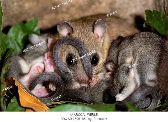 edible dormouse, female with youngs, Glis glis