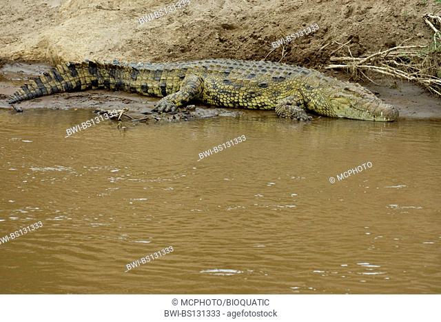 Nile crocodile (Crocodylus niloticus), in Mara River, Kenya, Masai Mara National Park