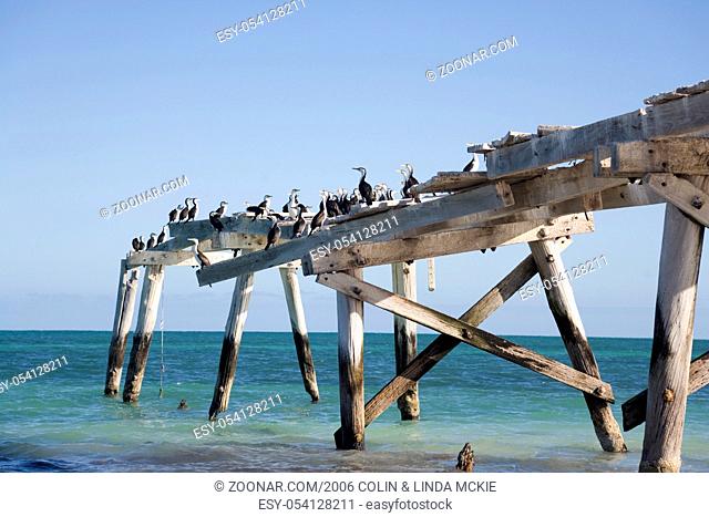 The old jetty at Eucla, Western Australia, and shags. Eucla is near the WA and SA borders on the Nullarbor Plain, and is famous for its old telegraph station