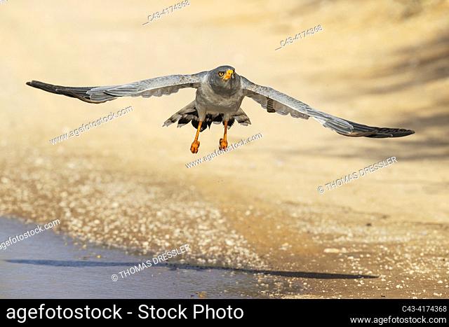 Pale-chanting Goshawk (Melierax canorus). Flying off a rainwater pool at a gravel road. Kalahari Desert, Kgalagadi Transfrontier Park, South Africa