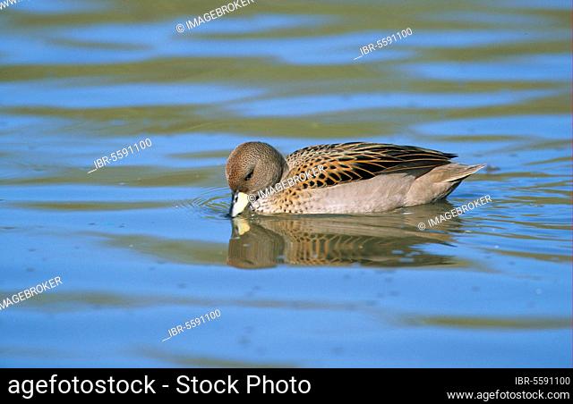 South American Teal Teal Teal Teal, Ducks, Goose Birds, Animals, Birds, Speckled Teal (Anas flavirostris oxyptera) 'Sharp winged Teal' subspecies, swimming