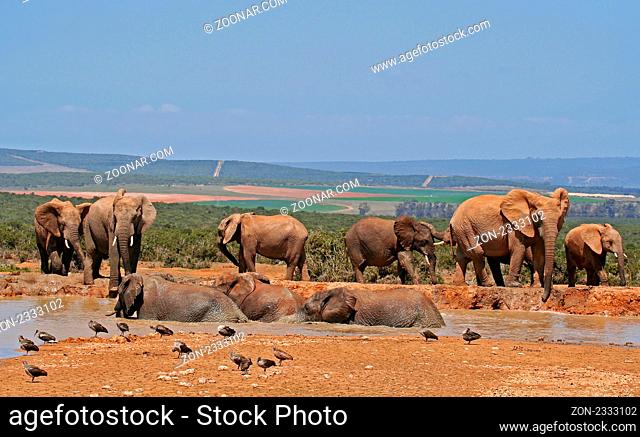 Afrikanische Elefanten, Südafrika, African Elephants, South Africa, wildlife ------------------------------ a wildlife document, nothing arranged or manipulated