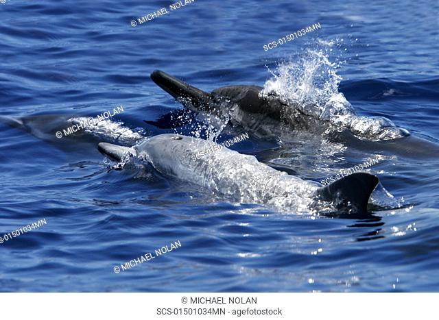 Hawaiian Spinner Dolphin Stenella longirostris mother and calf note exceptional light color of calf surfacing in the AuAu Channel off the coast of Maui, Hawaii