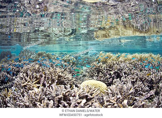 Shallow Reef with Staghorn Corals and Chromis, Acropora, Chromis viridis, Misool, Raja Ampat, West Papua, Indonesia