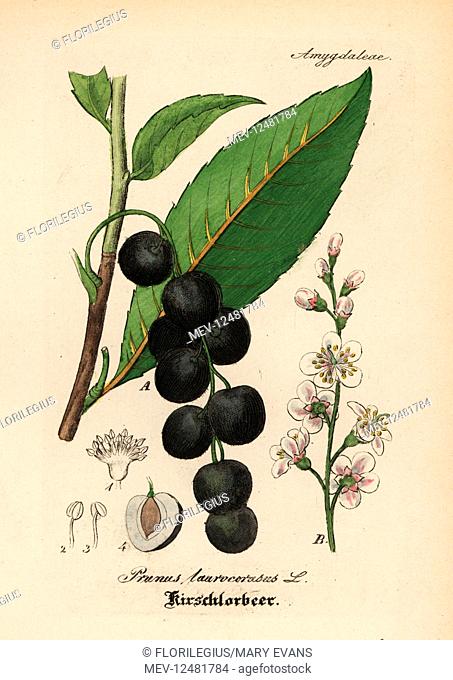 Cherry laurel, Prunus laurocerasus. Handcoloured copperplate engraving from Dr. Willibald Artus' Hand-Atlas sammtlicher mediinisch-pharmaceutischer Gewachse
