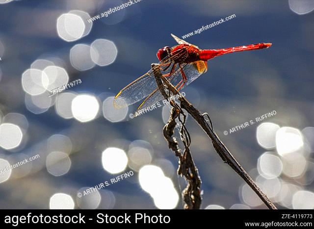 Male scarlet skimmer dragonfly (Sympetrum fonscolombii). South Florida, U.S.A