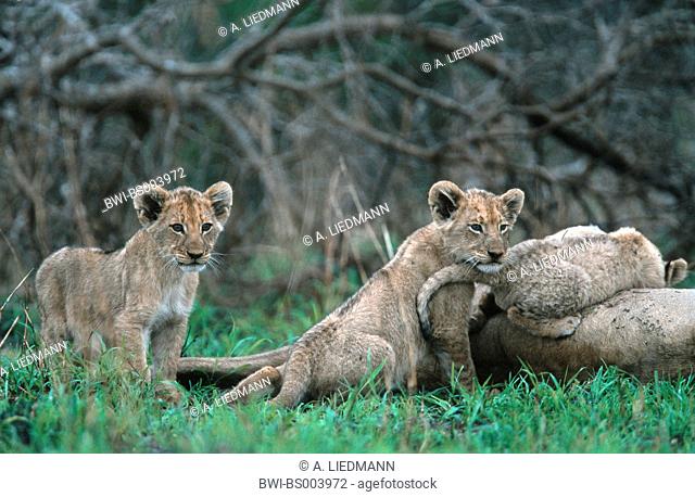 lion (Panthera leo), three cubs near mother, South Africa