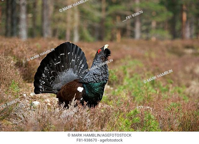 Capercaillie Tetrao urogallus adult male displaying in pine forest  Cairngorms National Park  April 2009