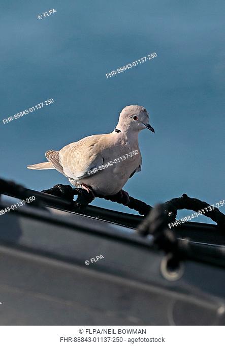Eurasian Collared Dove (Streptopelia decaocto) adult perched on inflatable Zodiac boat on ship at sea at sea c 100k from Morocco coast            May