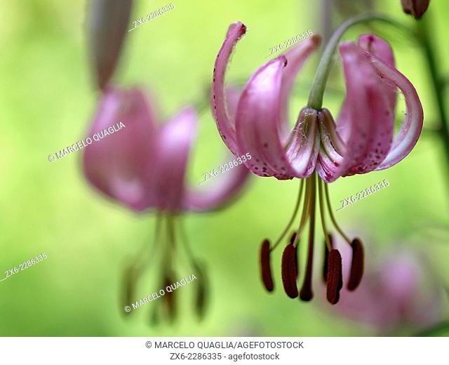Martagon Lily (Lilium martagon). Viladrau countryside. Montseny Natural Park. Barcelona province, Catalonia, Spain