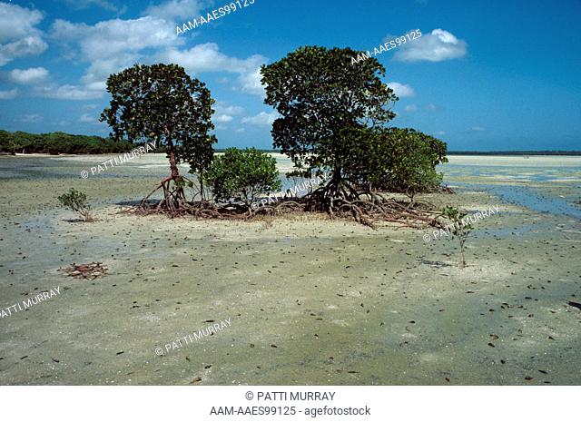 Red & Black Mangroves (Rhizophora mucronata & Avicennia marina) Kenya