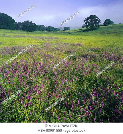 USA, California, San Joaquin Valley, landscape, meadow, flowers, trees
