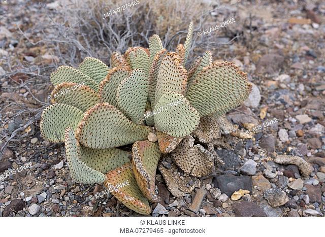 USA, Southwest, California, Death Valley, Death Valley National Park, Prickly Pear Cactus, California
