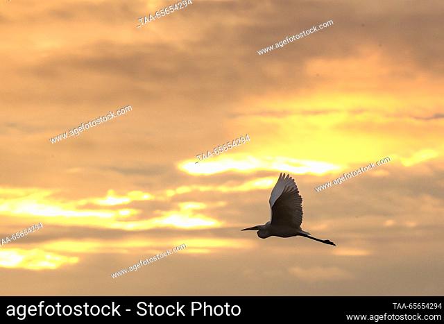 RUSSIA, REPUBLIC OF CRIMEA - DECEMBER 11, 2023: A great white egret flies in the sky. Sergei Malgavko/TASS