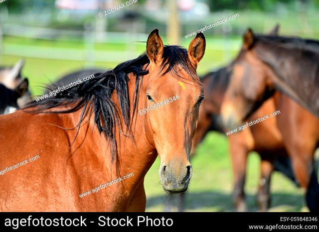 Araber Pferd, Portrait / Arabian horse, Portrait