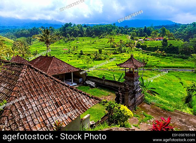 Rice fields on Bali island Indonesia - travel and nature background